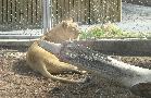 zoo, 2005